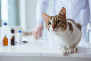 cat visiting animal hospiptal