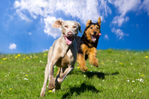 Two happy dogs enjoying doggy daycare