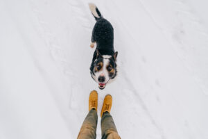 a well trained dog looking up at its owner