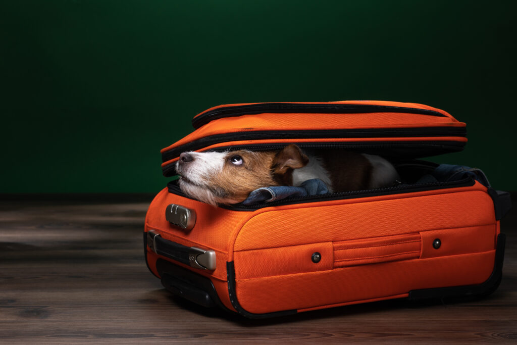 a Jack Russell Terrier on its way to dog boarding