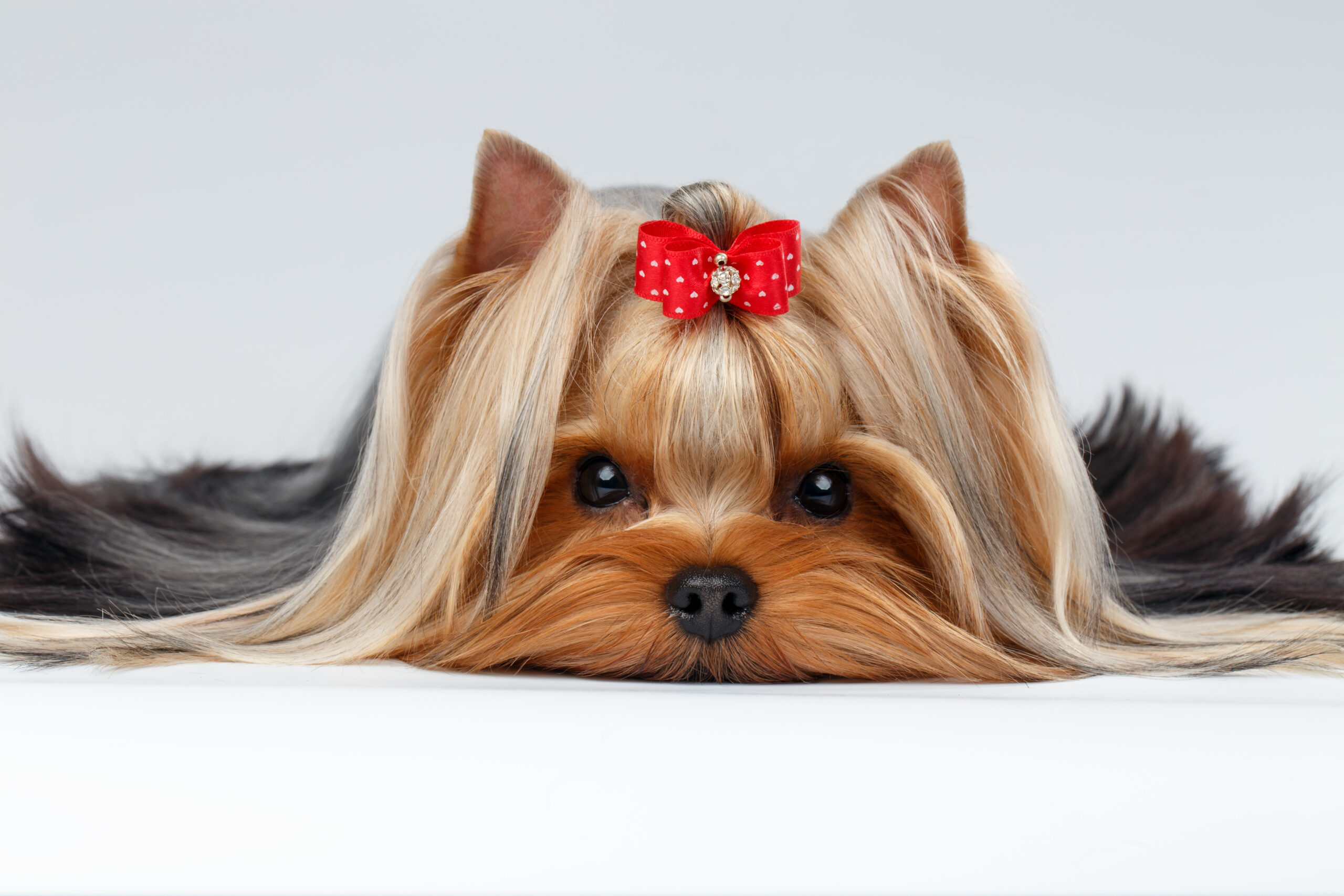 Yorkshire Terrier dog after pet grooming
