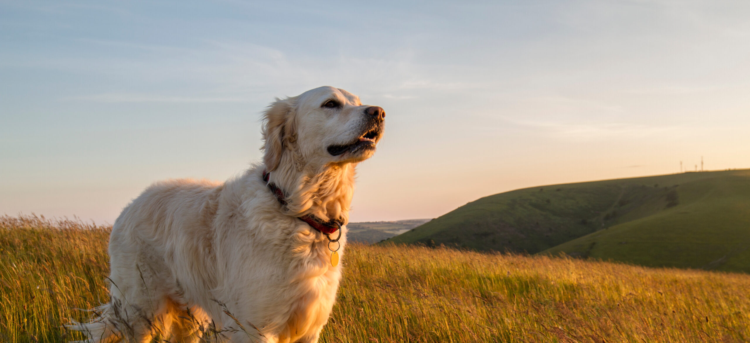 We Treat Your Pets Like Our Own The Animal House