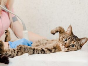 Ultrasound